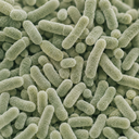 Probiotics